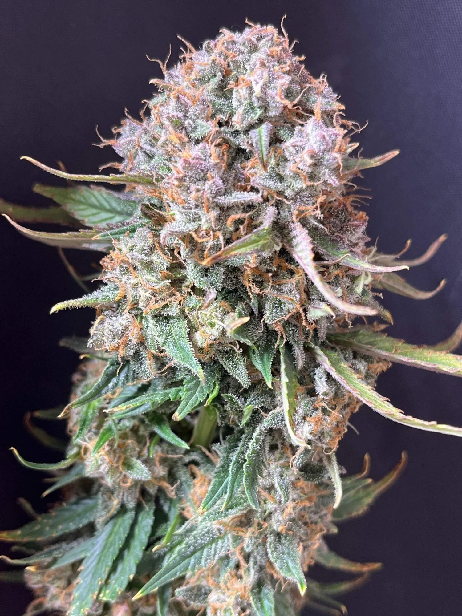 FastBuds - Sour Jealousy Auto (auto/fem.)