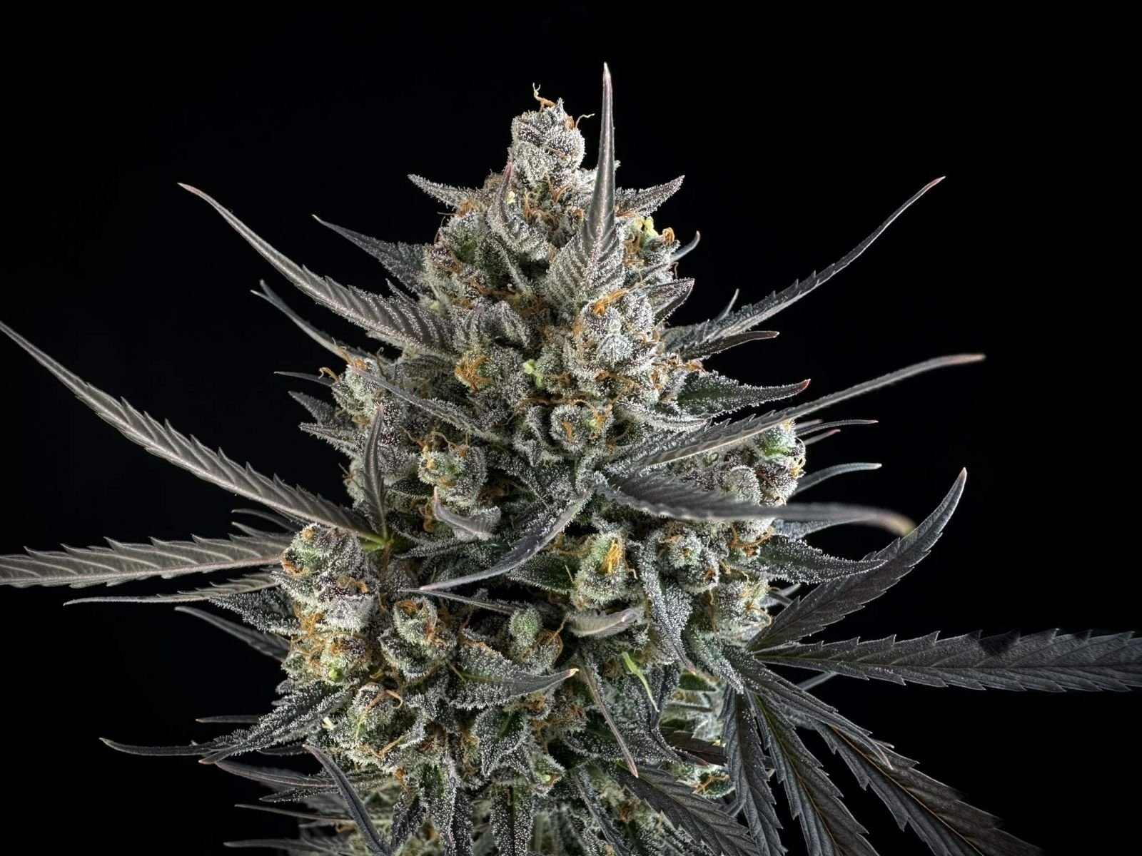 FastBuds - Pound Cake Auto (auto/fem.)