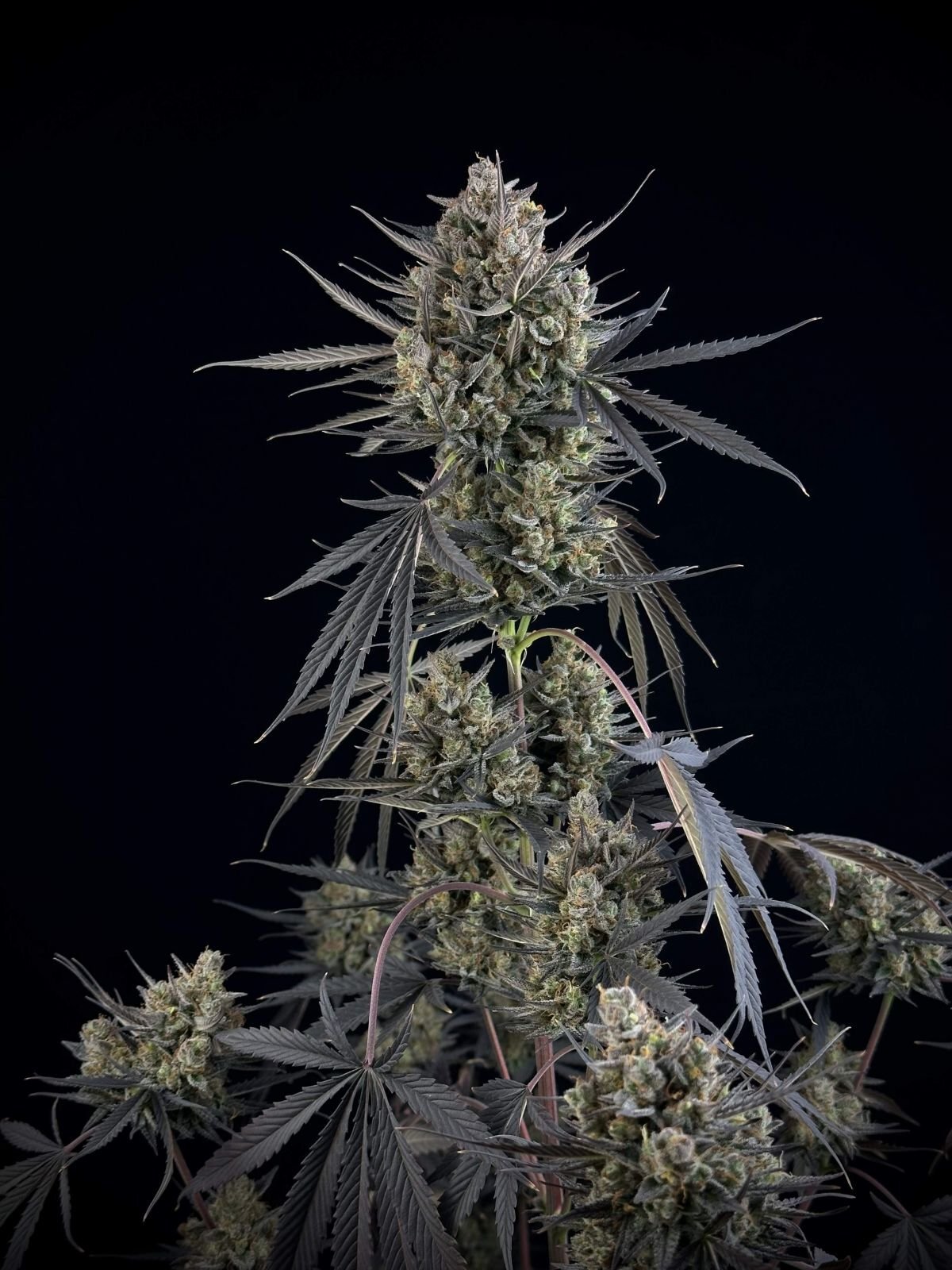 FastBuds - Pound Cake Auto (auto/fem.)