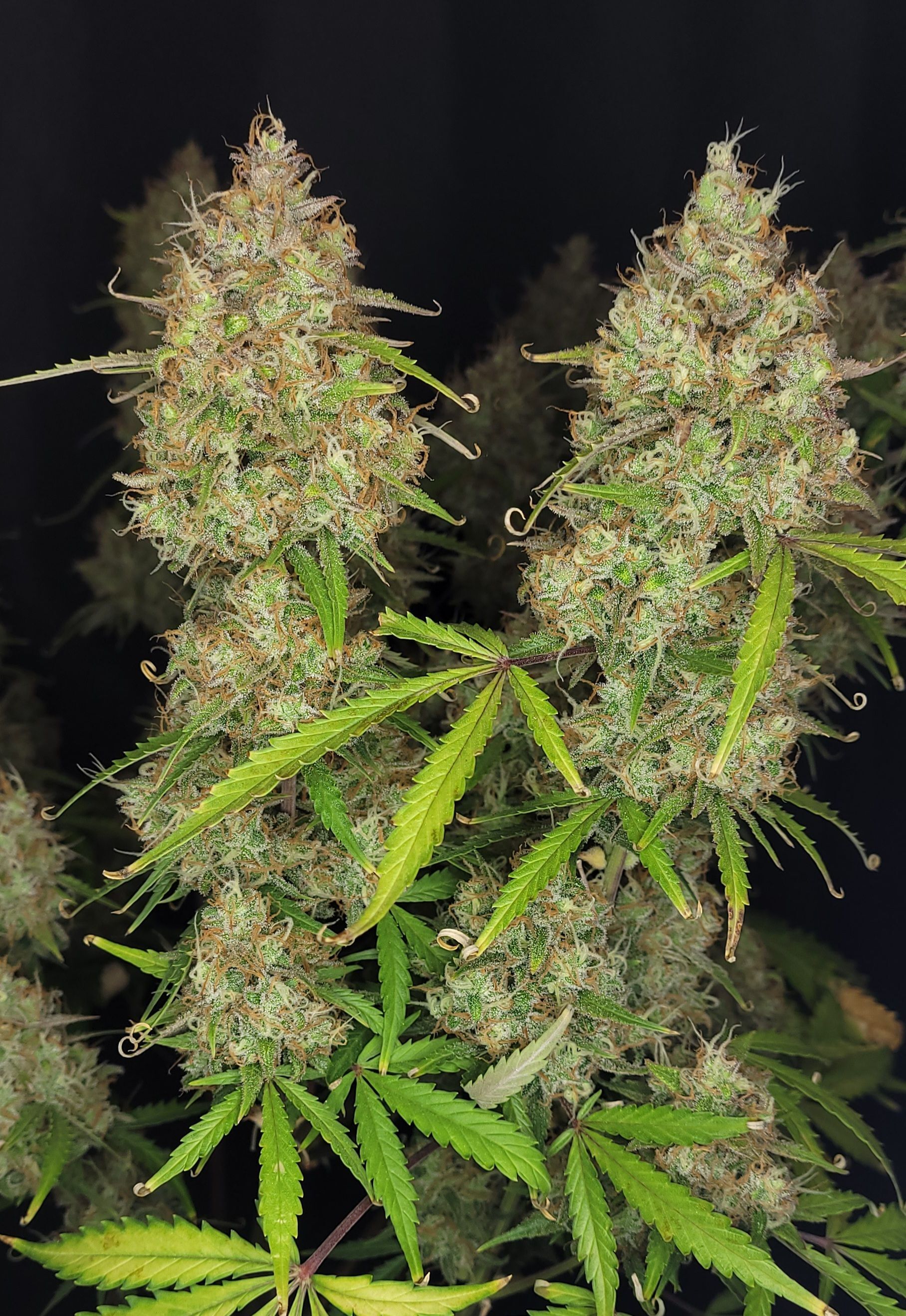 FastBuds - Pound Cake Auto (auto/fem.)
