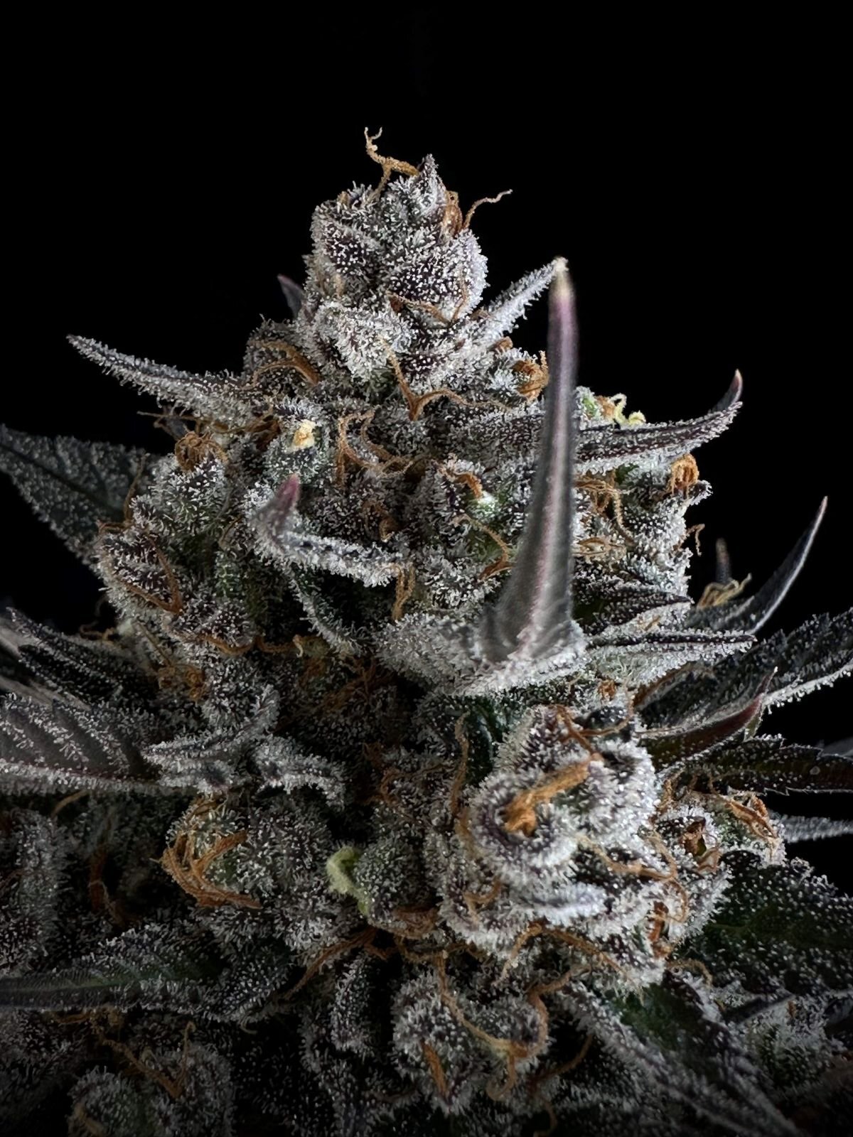 FastBuds - Pound Cake Auto (auto/fem.)