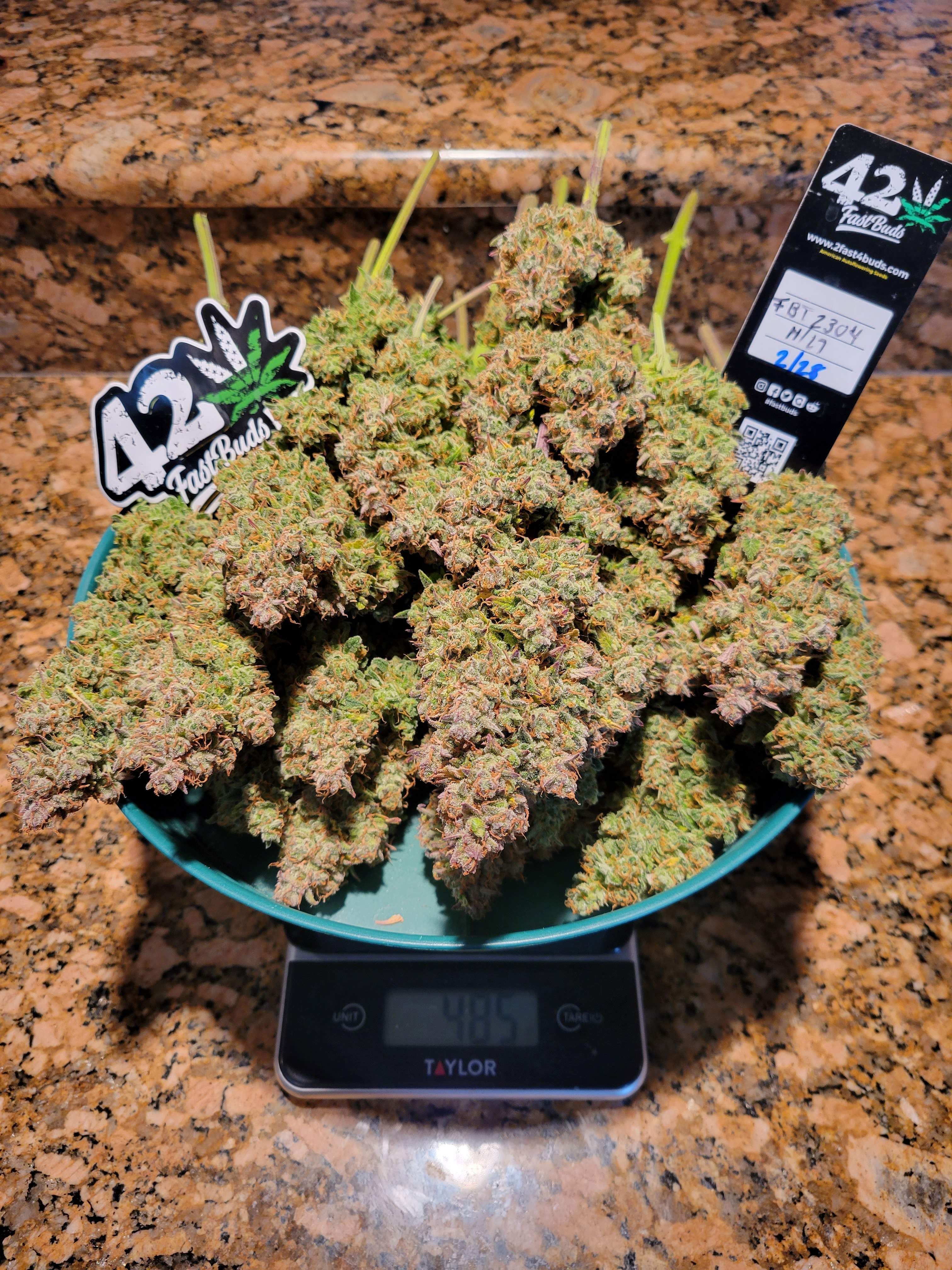 FastBuds - Pound Cake Auto (auto/fem.)