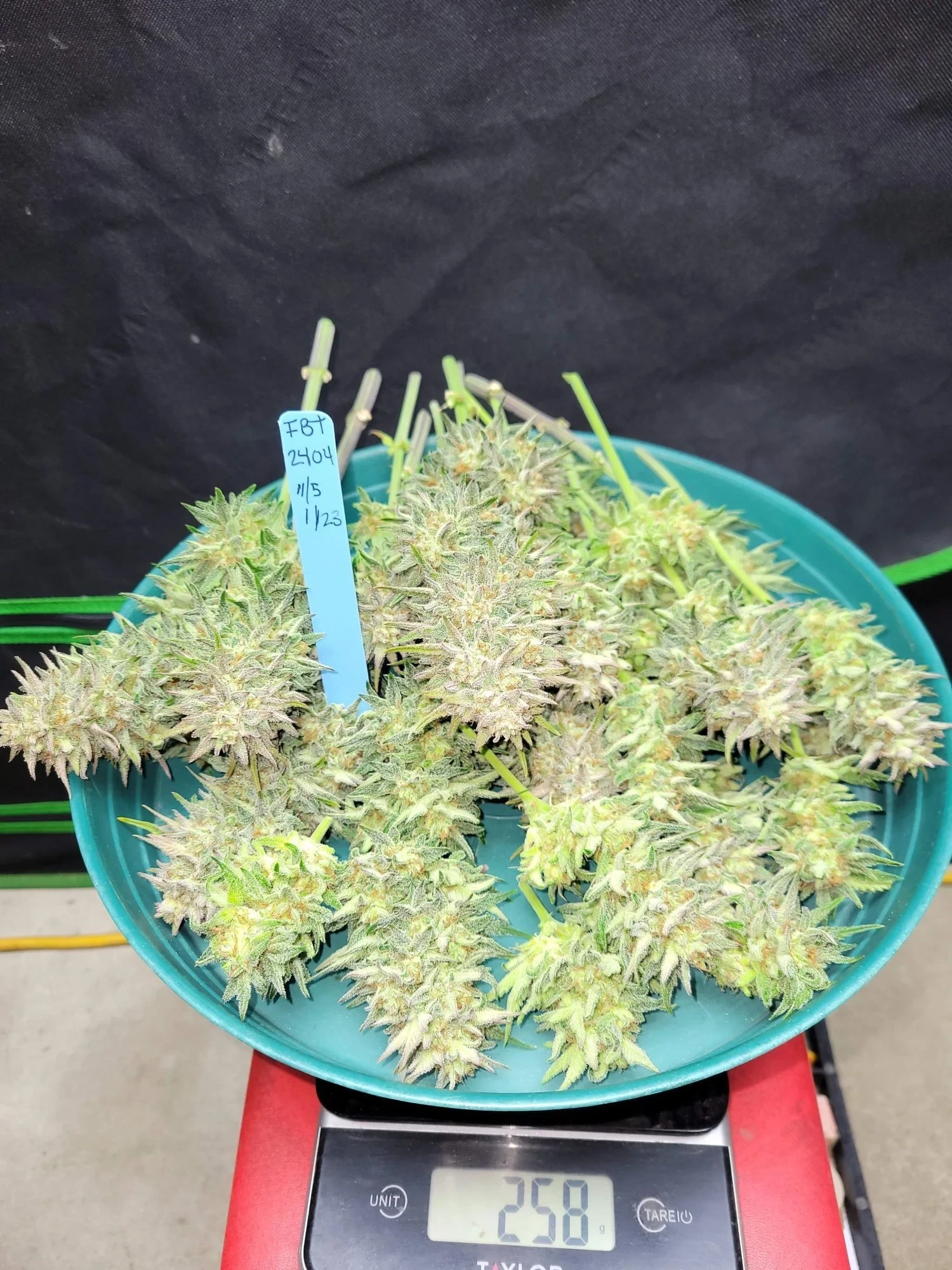 FastBuds - Sour Jealousy Auto (auto/fem.)