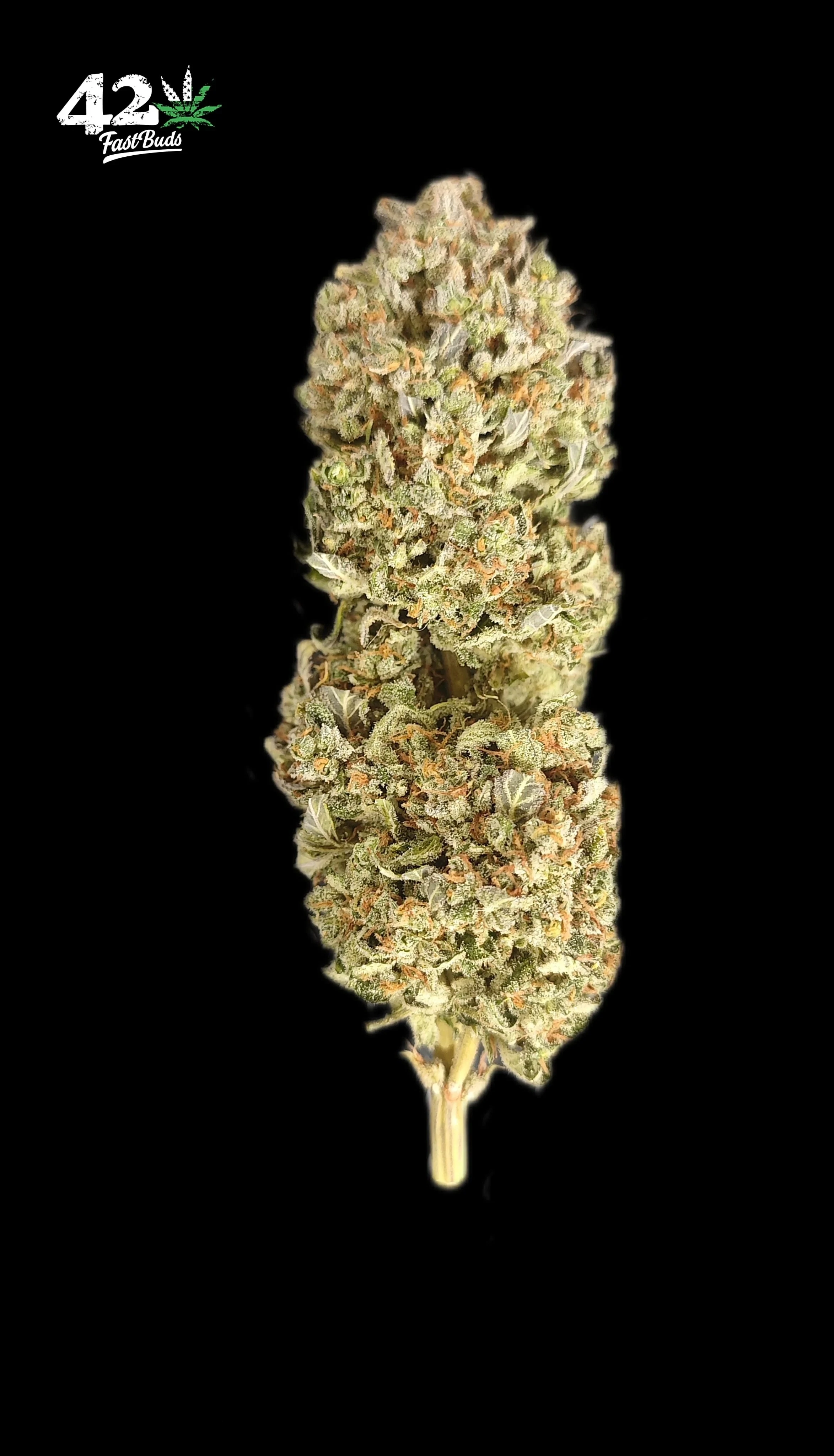 FastBuds - Sour Jealousy Auto (auto/fem.)