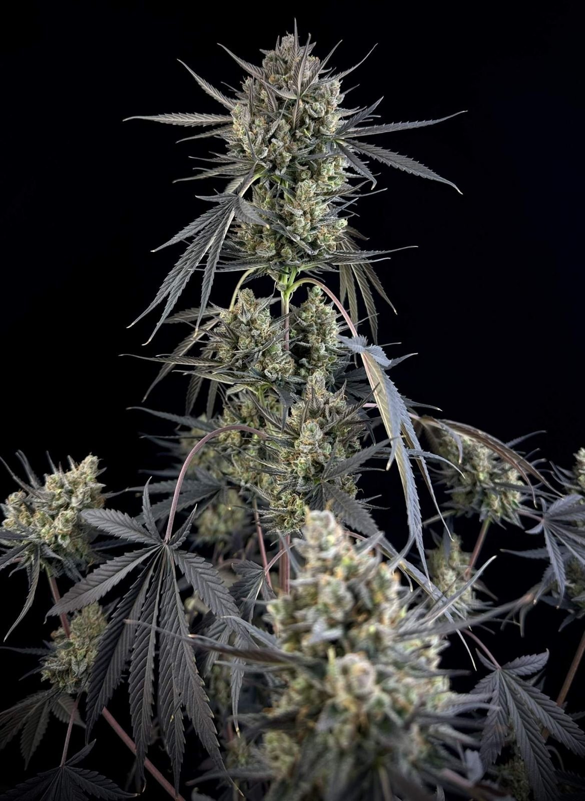 FastBuds - Pound Cake Auto (auto/fem.)