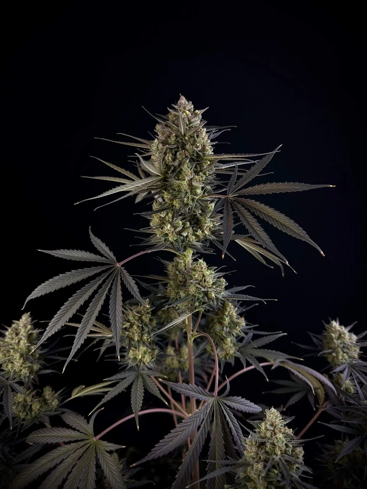 FastBuds - Pound Cake Auto (auto/fem.)