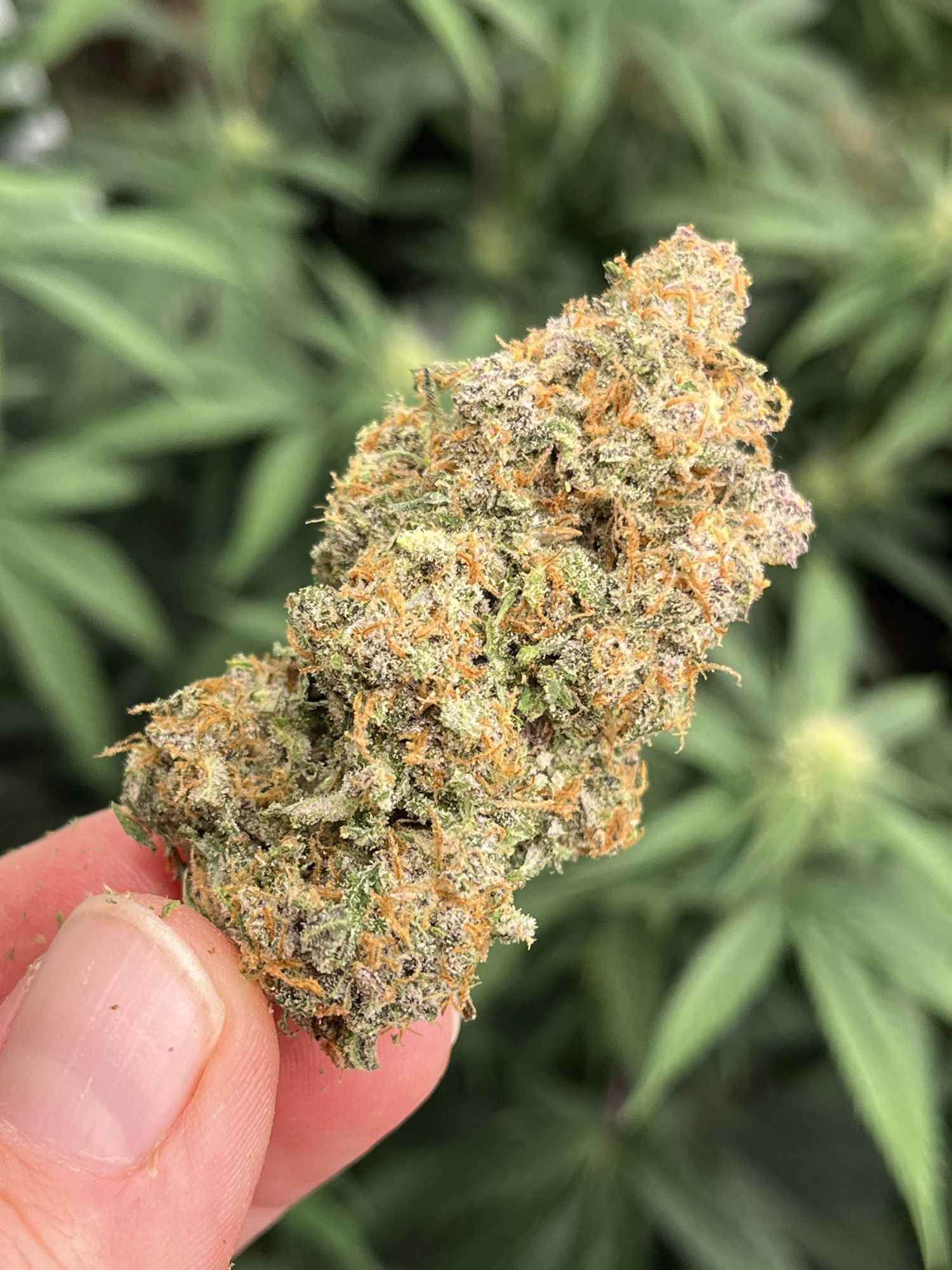 FastBuds - Sour Jealousy Auto (auto/fem.)