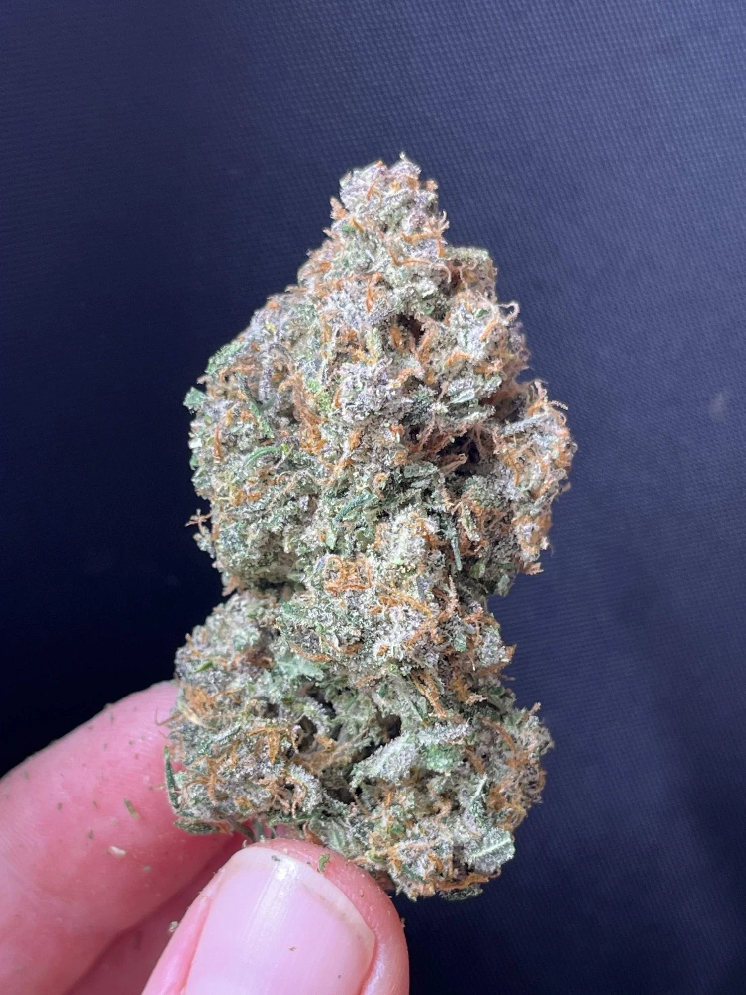 FastBuds - Sour Jealousy Auto (auto/fem.)