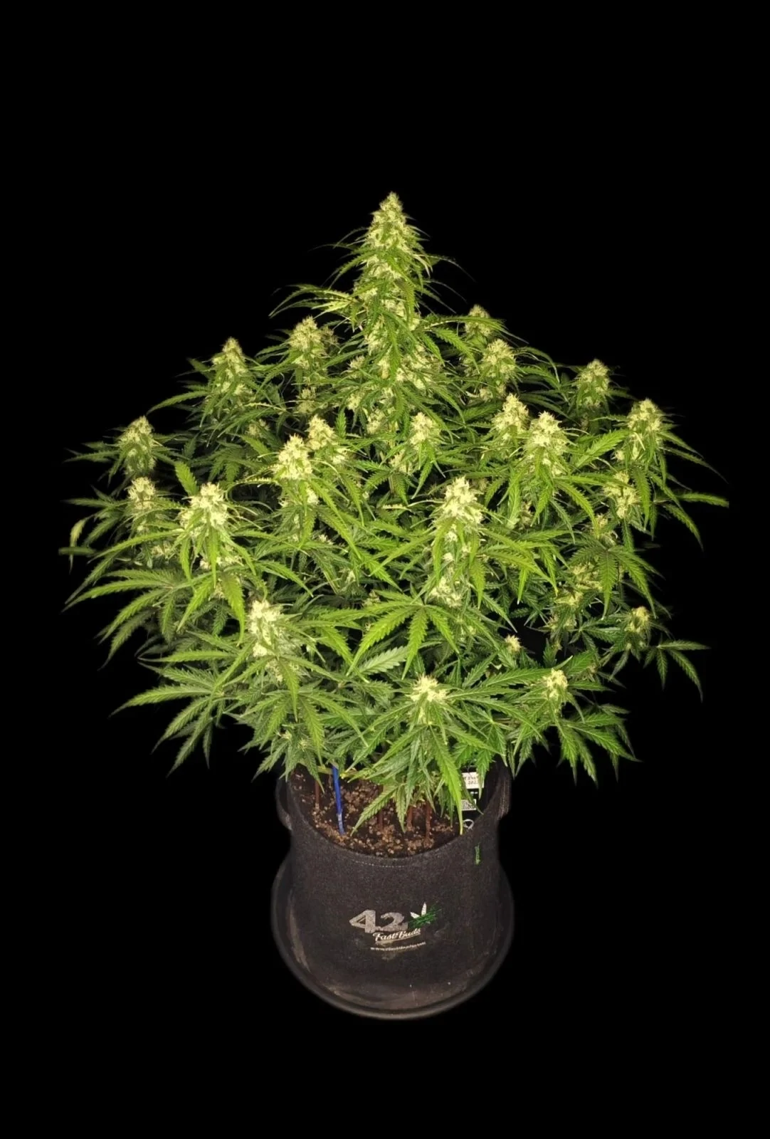FastBuds - Sour Jealousy Auto (auto/fem.)