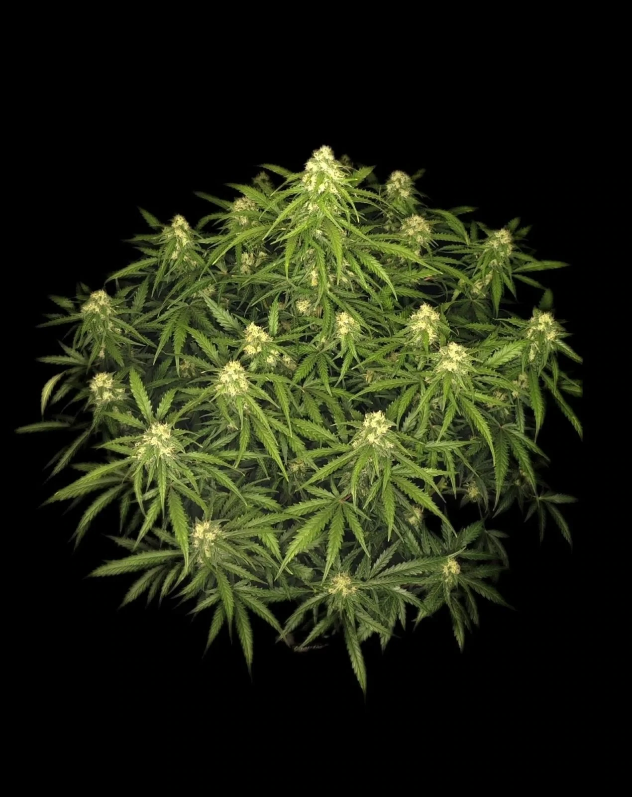 FastBuds - Sour Jealousy Auto (auto/fem.)