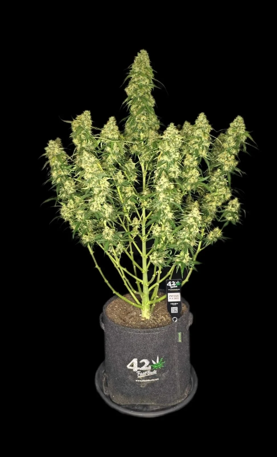 FastBuds - Sour Jealousy Auto (auto/fem.)