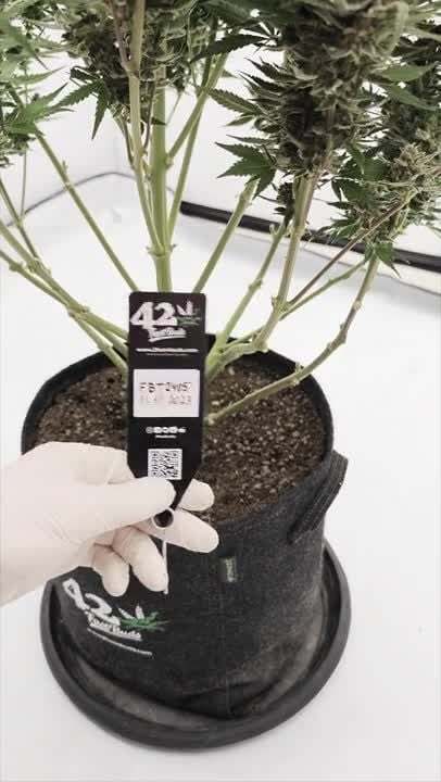 FastBuds - Sour Jealousy Auto (auto/fem.)