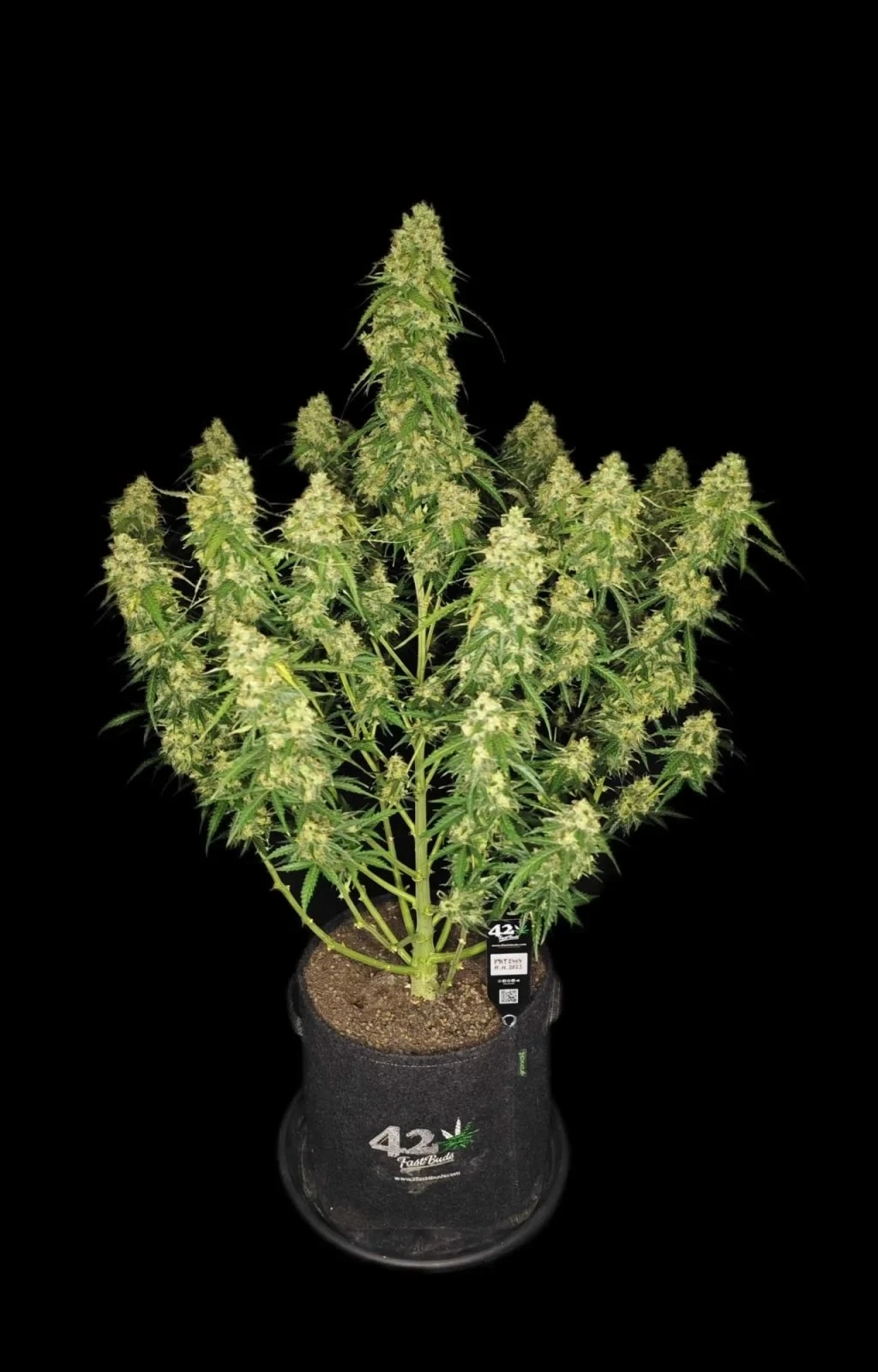 FastBuds - Sour Jealousy Auto (auto/fem.)