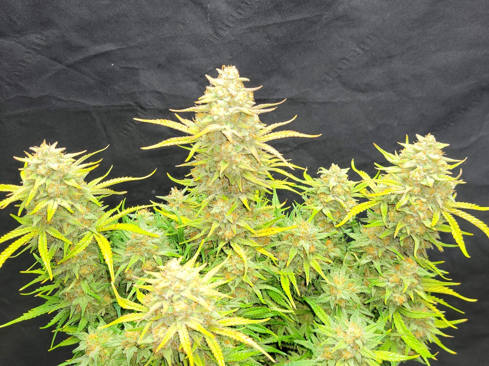 FastBuds - Sour Jealousy Auto (auto/fem.)