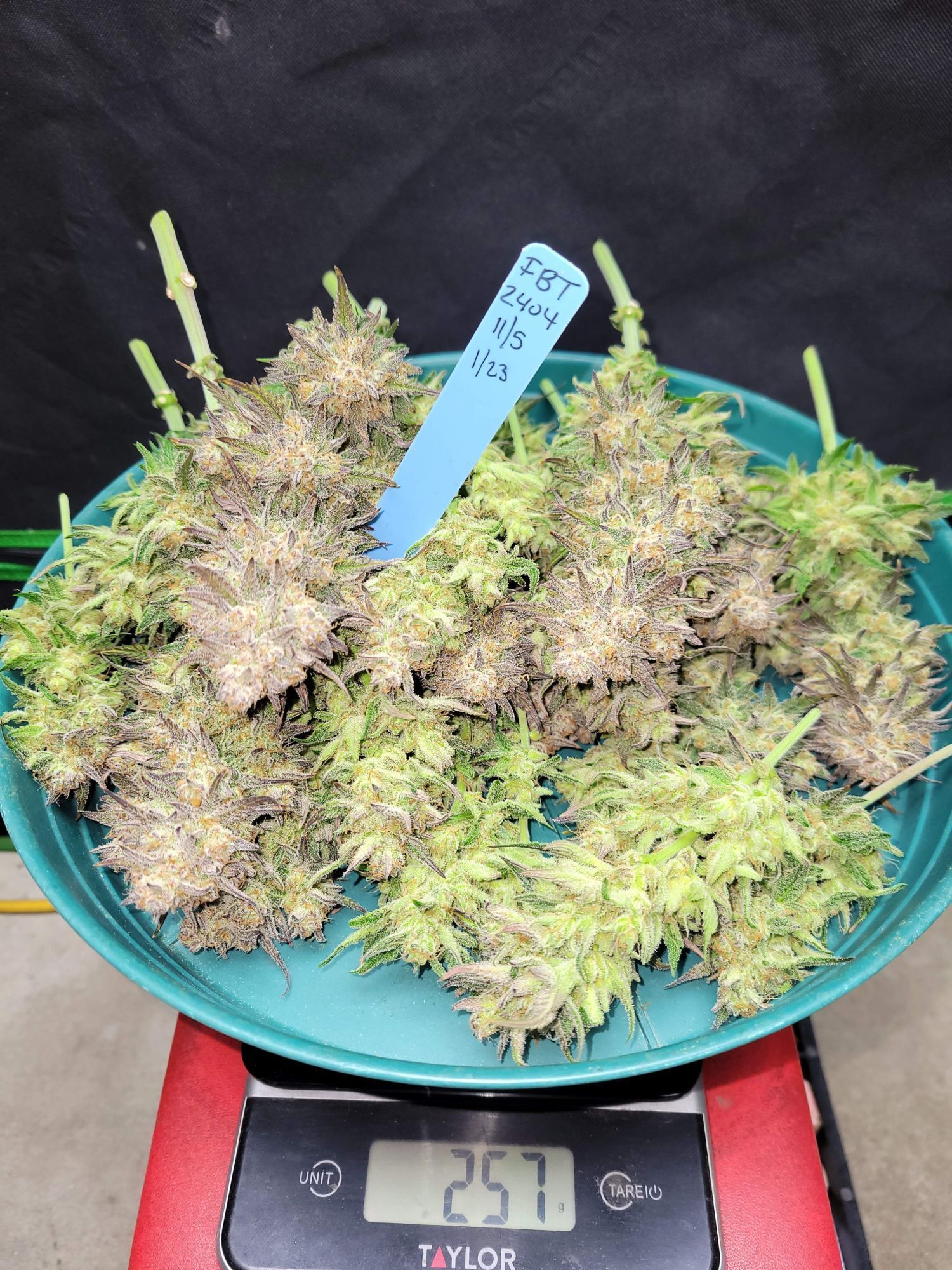 FastBuds - Sour Jealousy Auto (auto/fem.)
