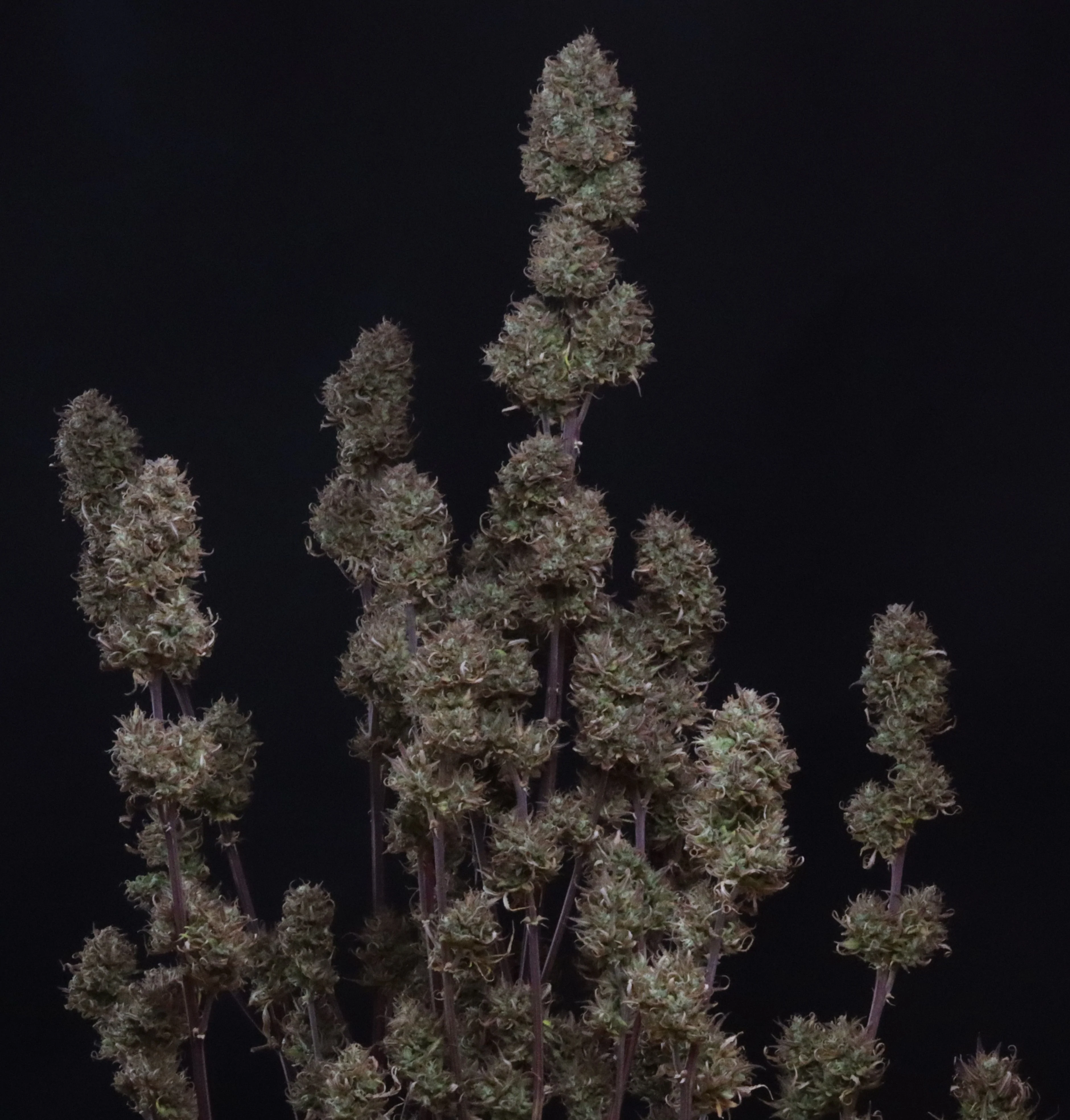 FastBuds - Sour Jealousy Auto (auto/fem.)
