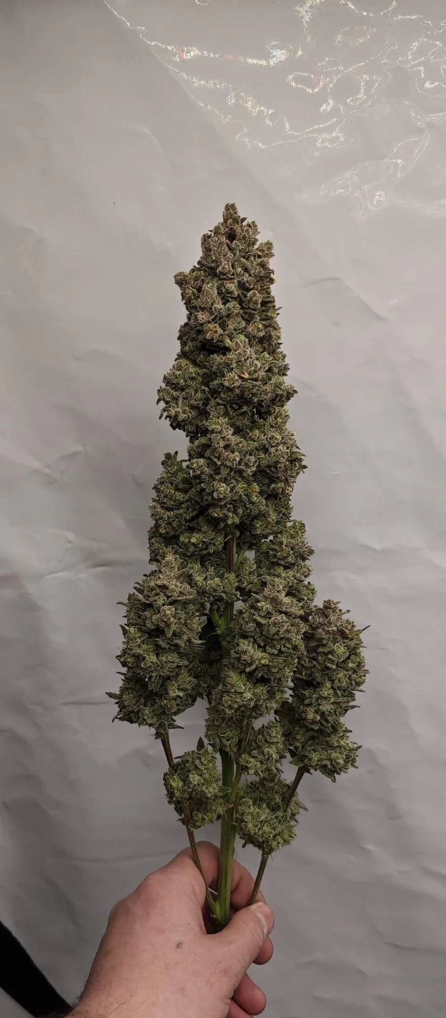 FastBuds - Sour Jealousy Auto (auto/fem.)