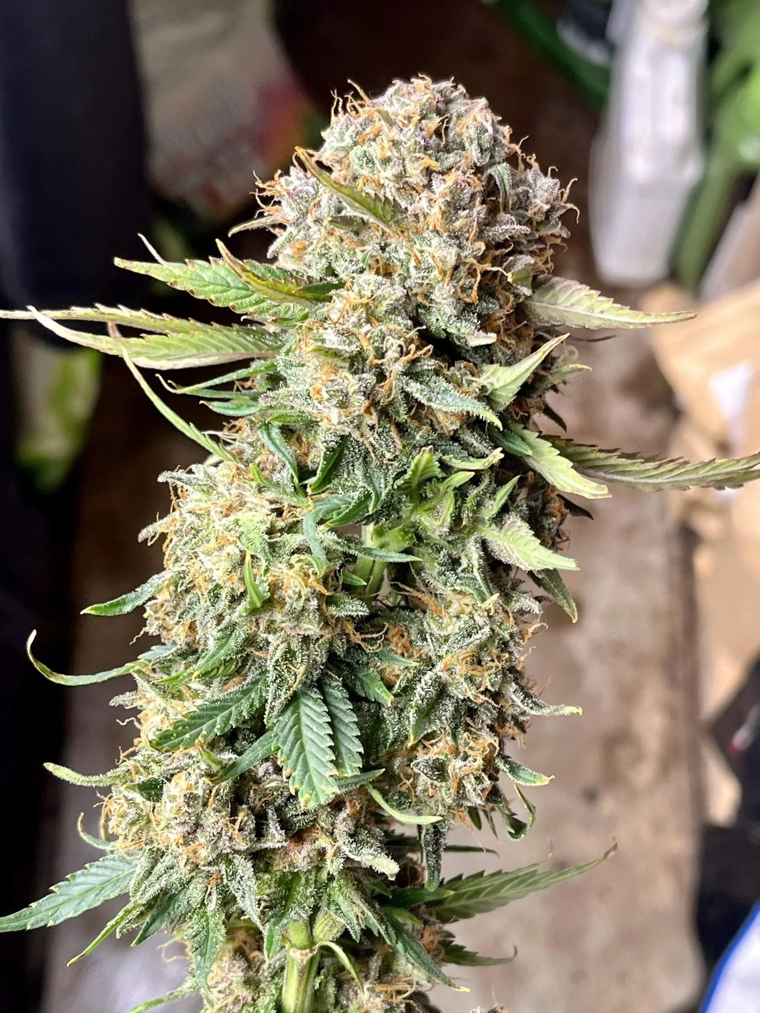 FastBuds - Sour Jealousy Auto (auto/fem.)