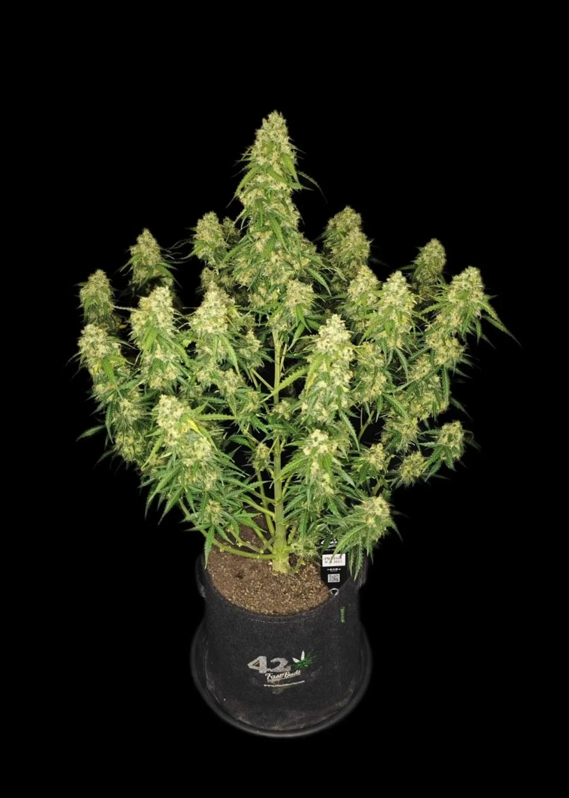 FastBuds - Sour Jealousy Auto (auto/fem.)