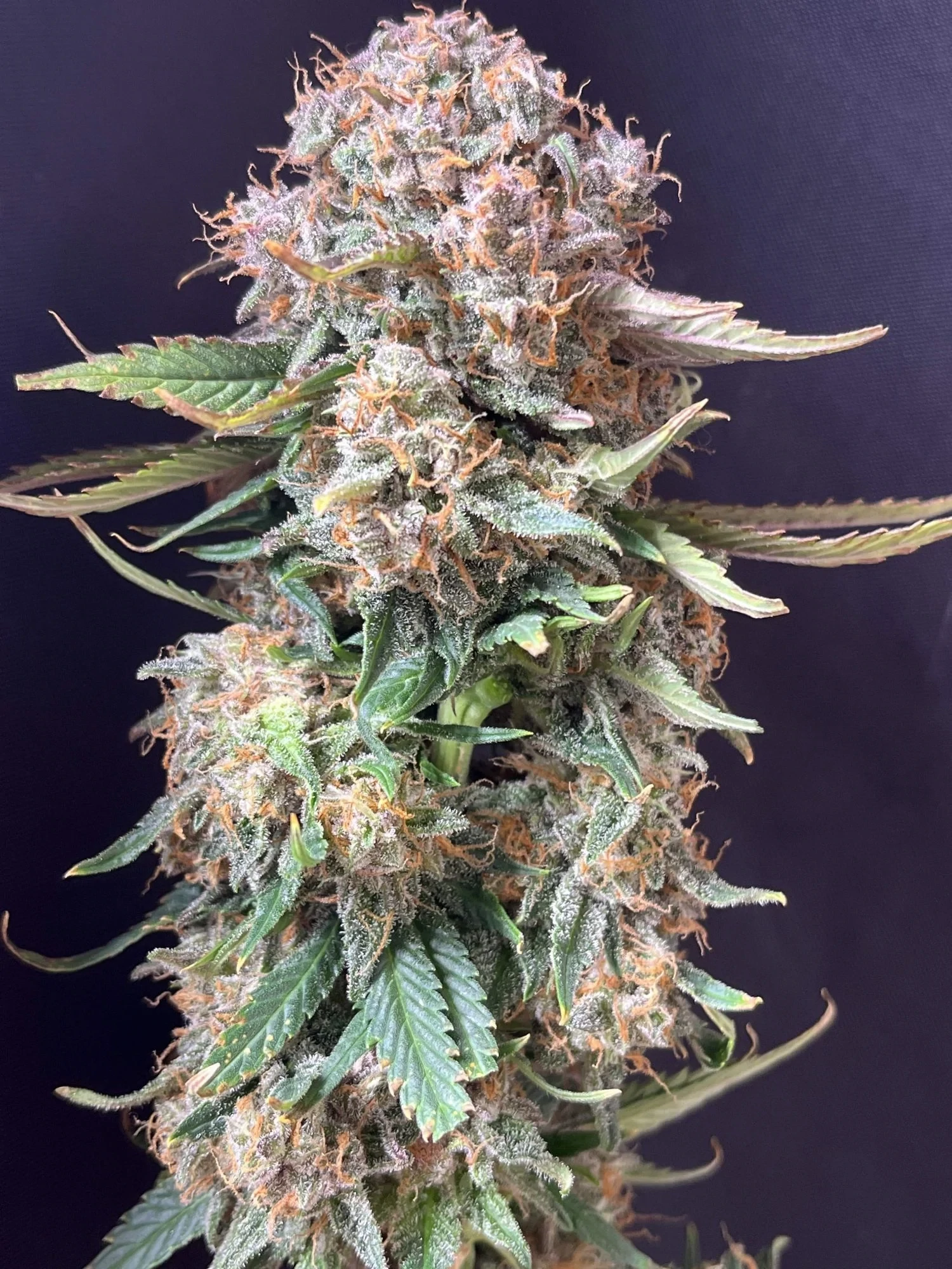 FastBuds - Sour Jealousy Auto (auto/fem.)