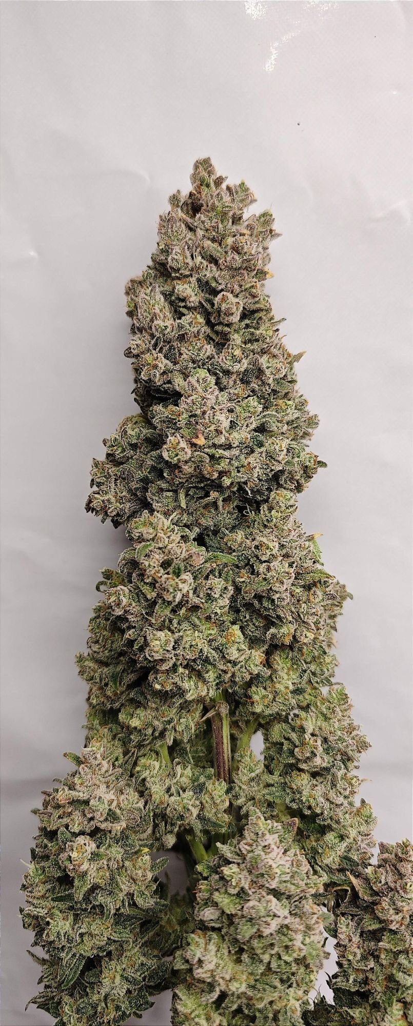 FastBuds - Sour Jealousy Auto (auto/fem.)