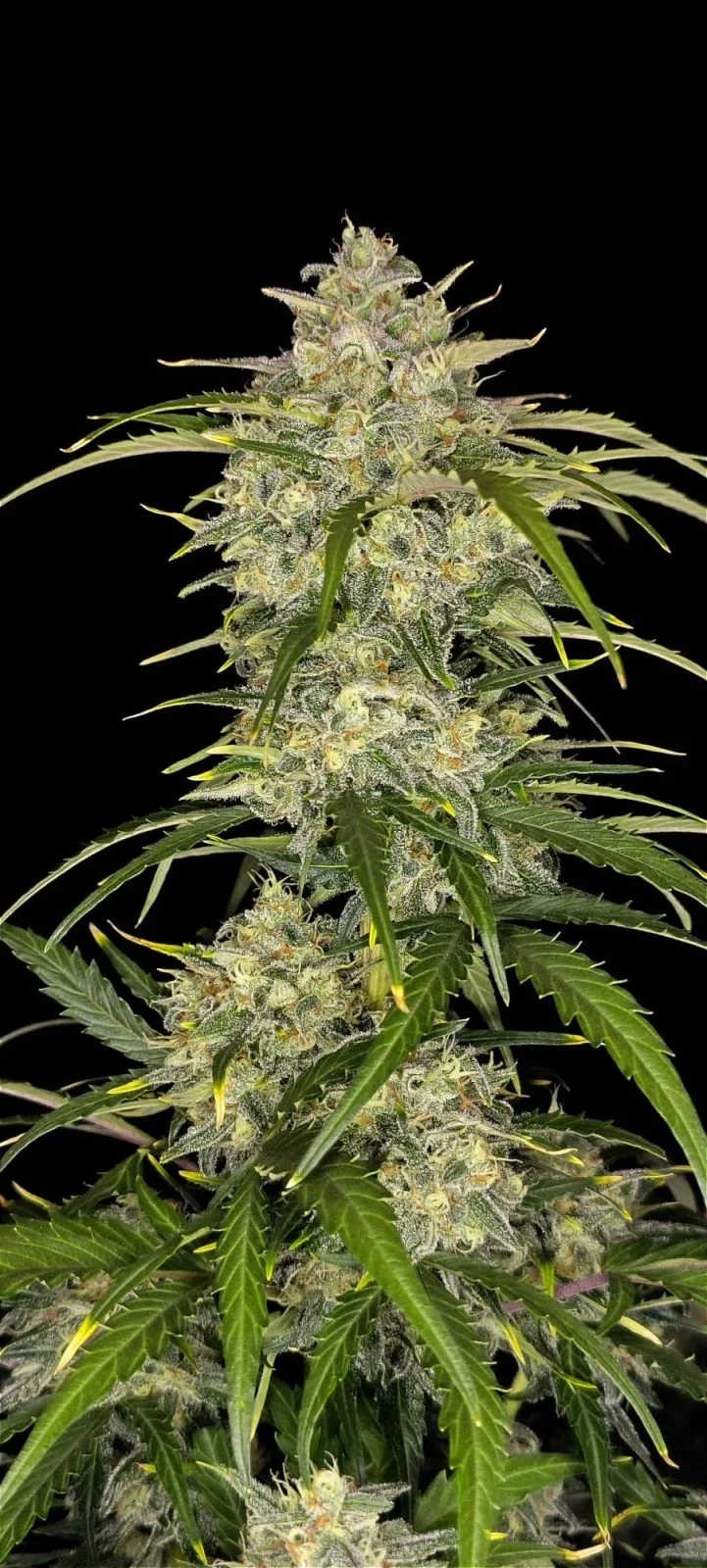 FastBuds - Sour Jealousy Auto (auto/fem.)