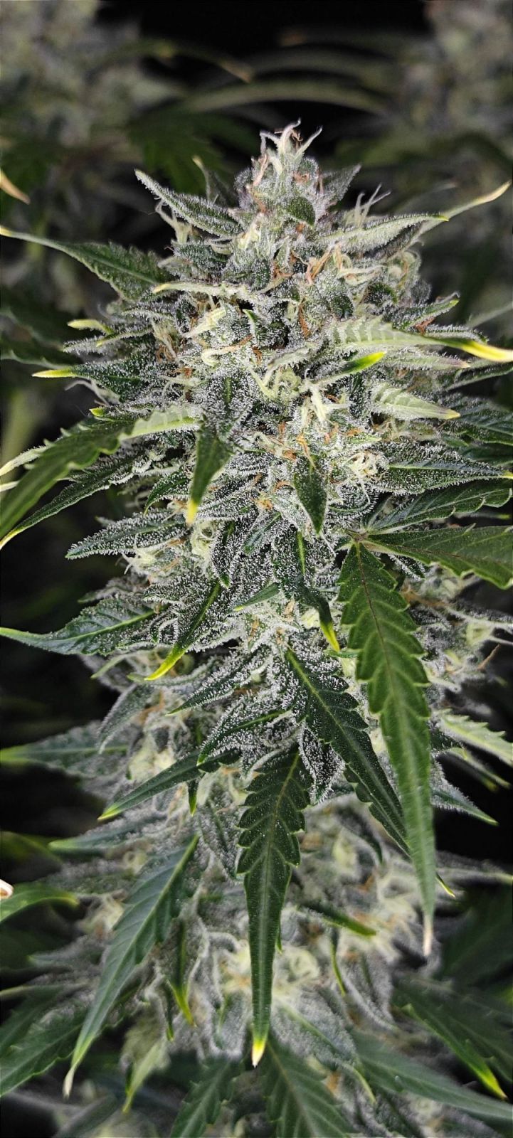 FastBuds - Sour Jealousy Auto (auto/fem.)