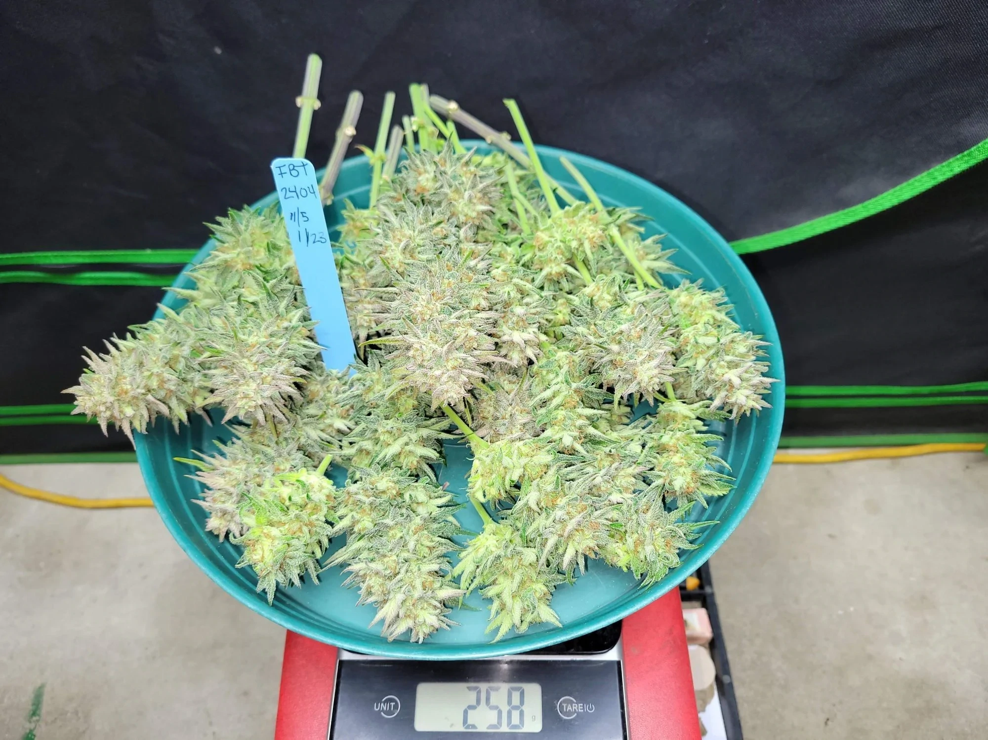 FastBuds - Sour Jealousy Auto (auto/fem.)
