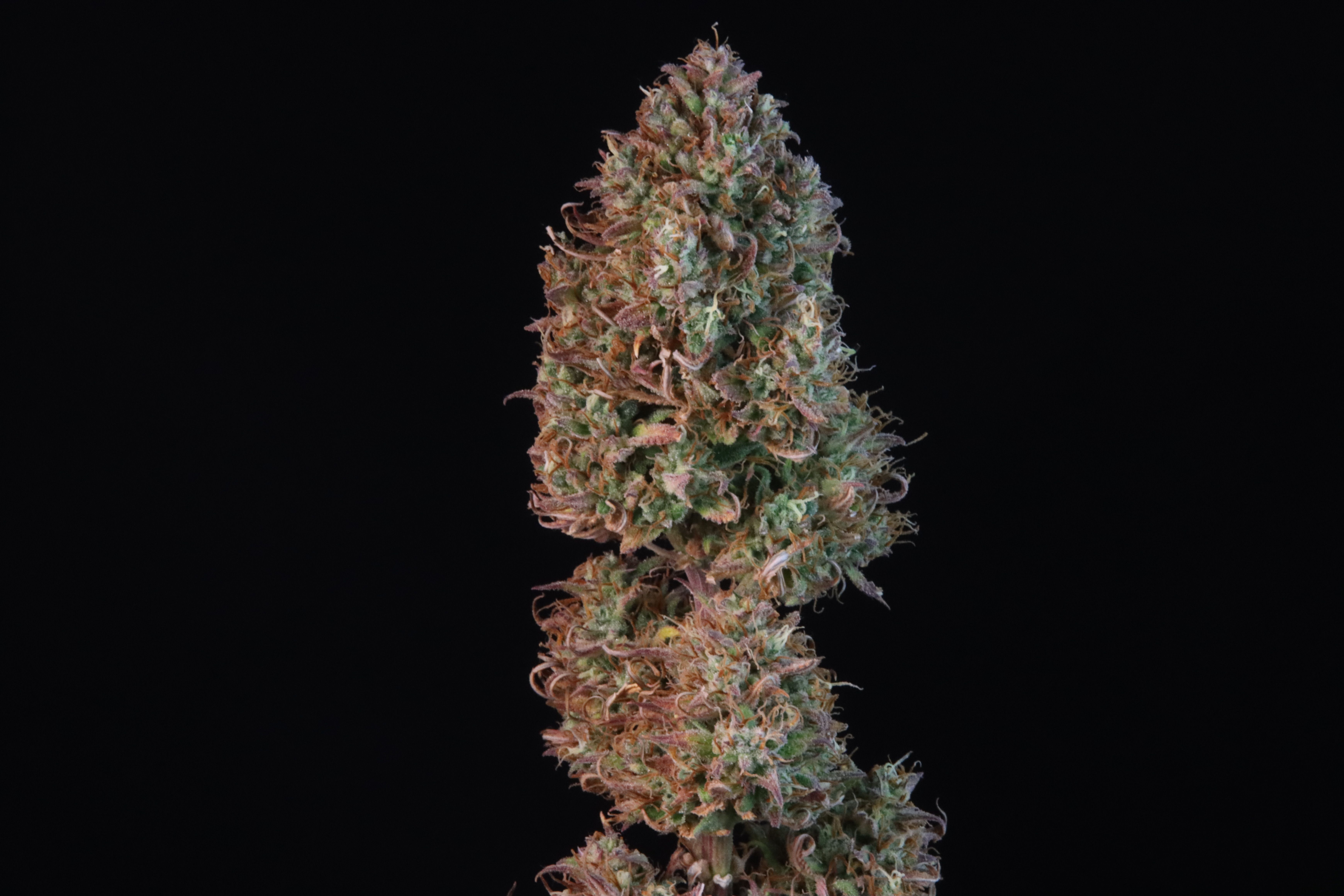 FastBuds - Sour Jealousy Auto (auto/fem.)