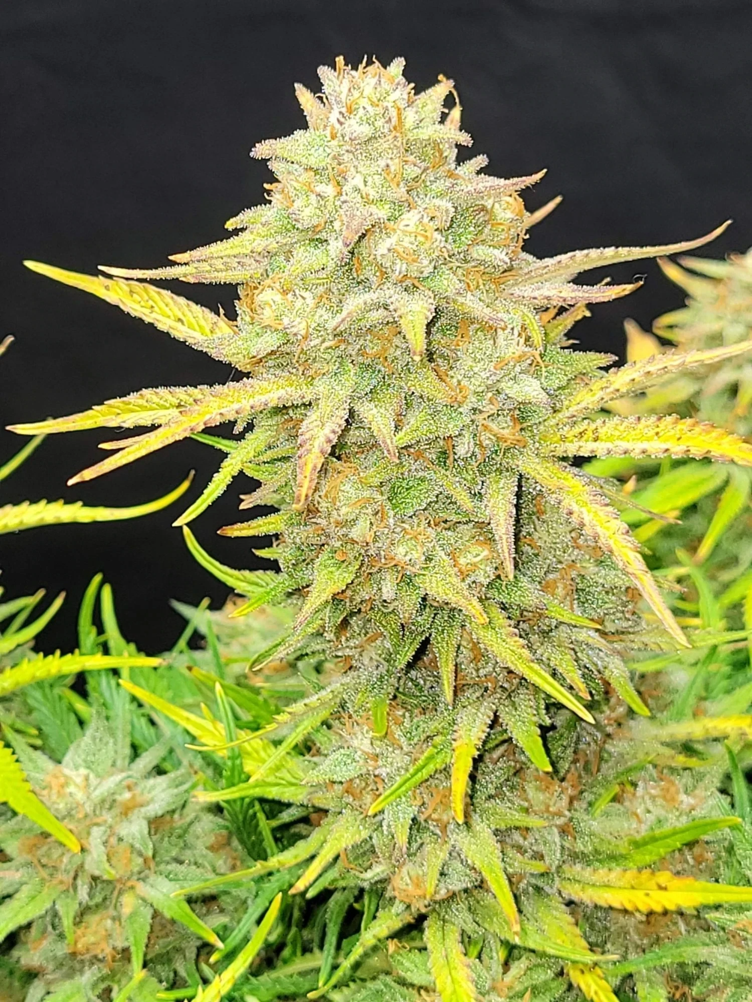 FastBuds - Sour Jealousy Auto (auto/fem.)