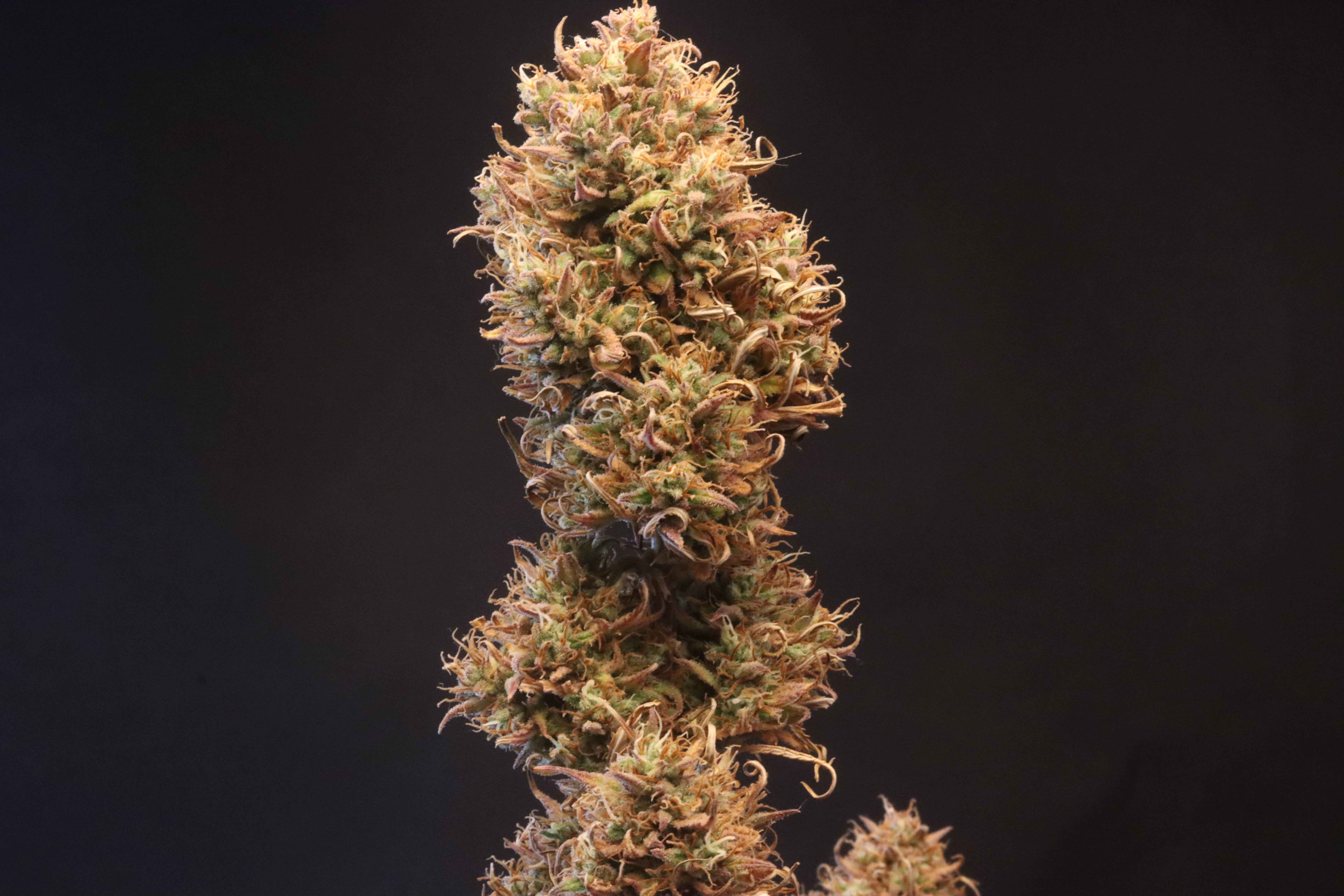FastBuds - Sour Jealousy Auto (auto/fem.)
