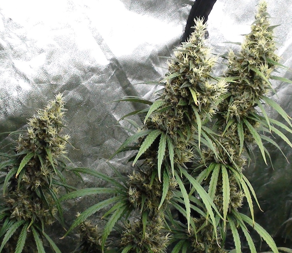 Ace Seeds - Panama Haze (reg.)