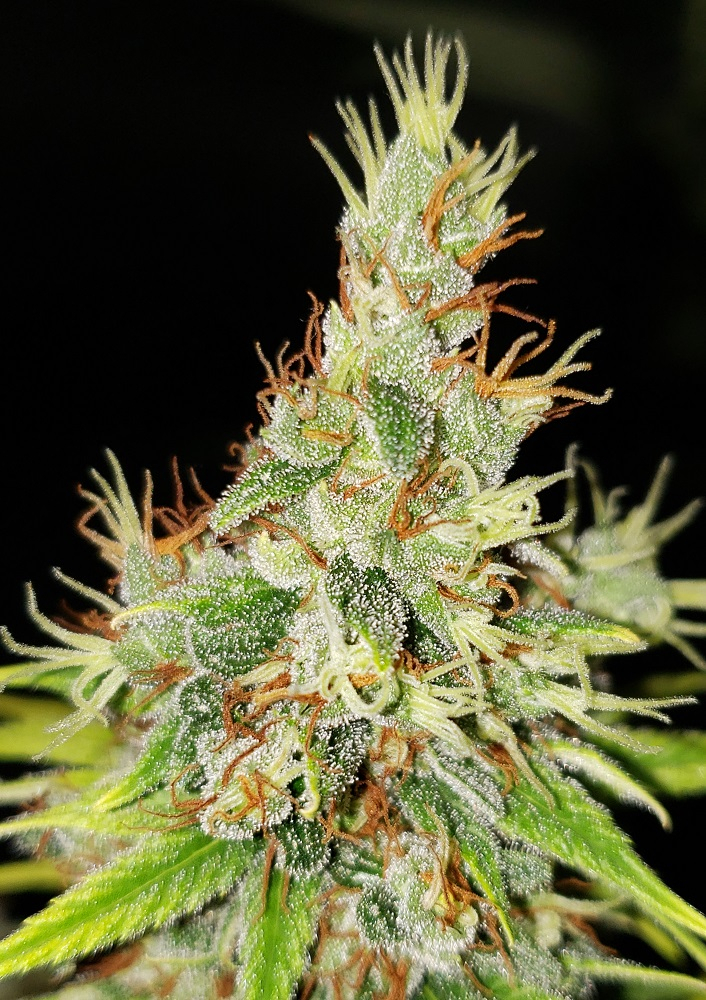 Ace Seeds - Panama Haze (reg.)