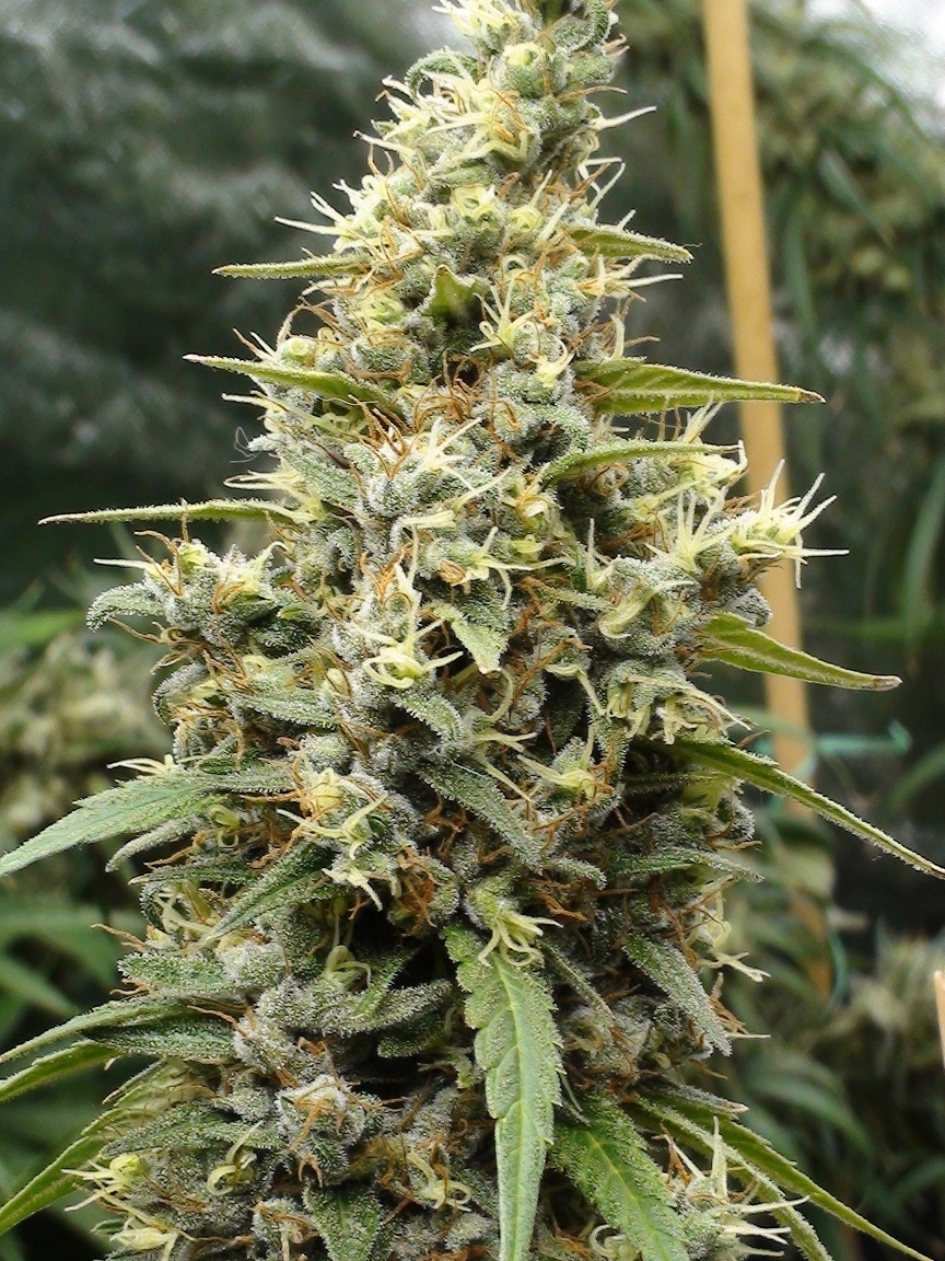 Ace Seeds - Panama Haze (reg.)