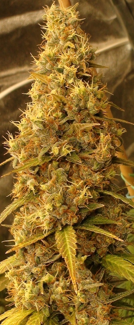 Ace Seeds - Panama Haze (reg.)