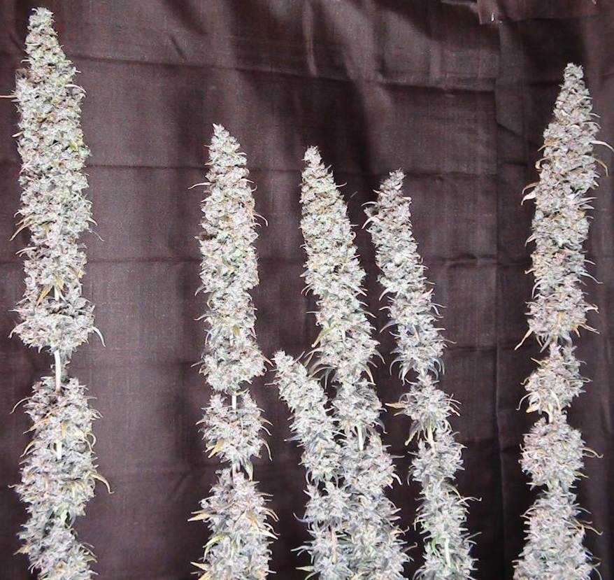 Ace Seeds - Panama Haze (reg.)