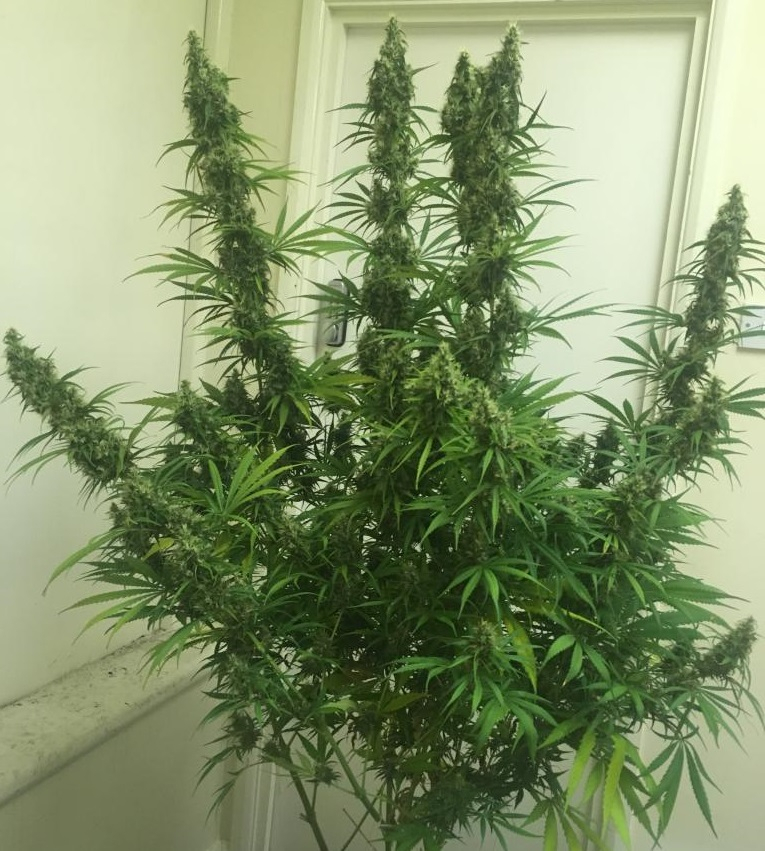 Ace Seeds - Panama Haze (reg.)