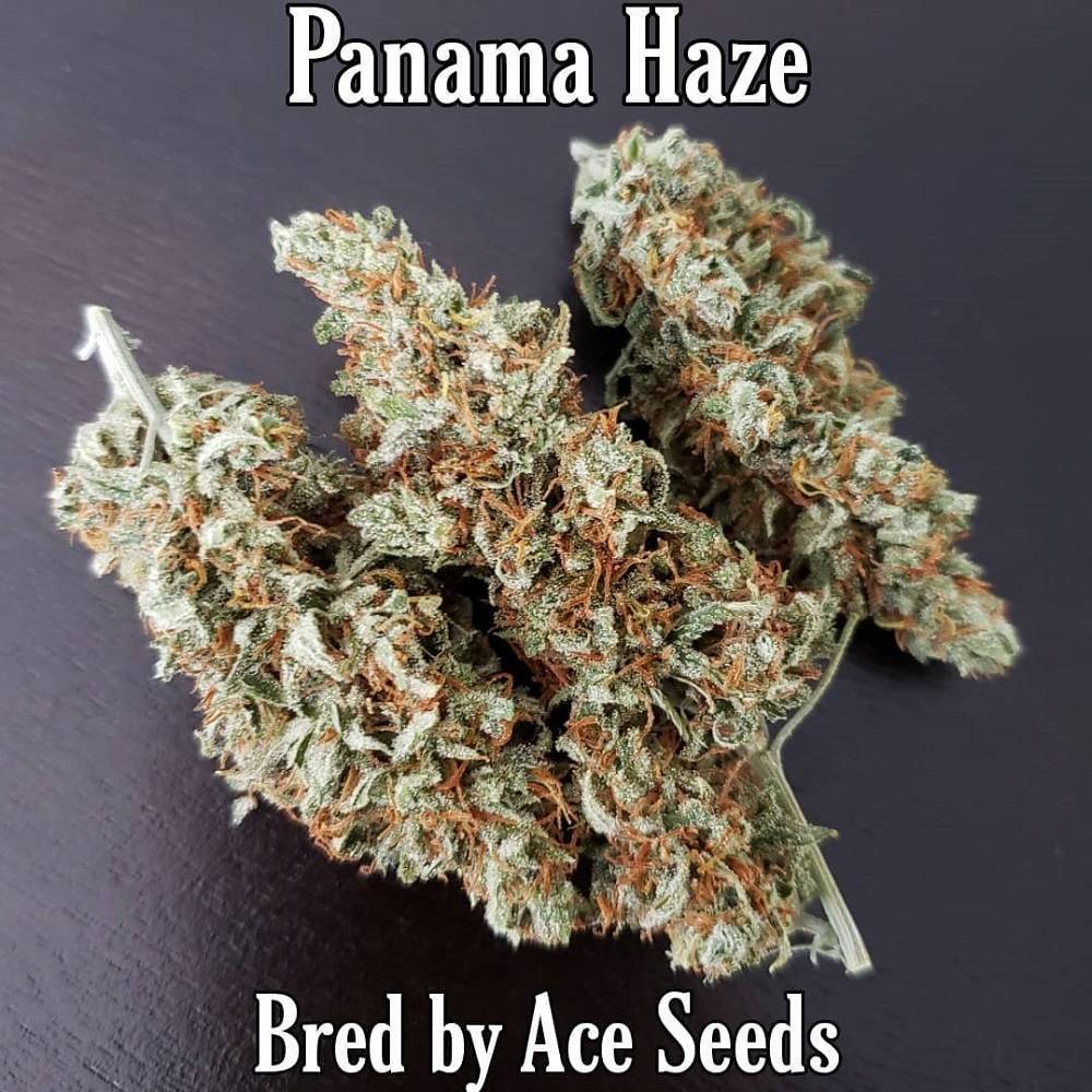 Ace Seeds - Panama Haze (reg.)