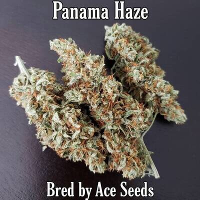 Ace Seeds - Panama Haze (reg.) 09618