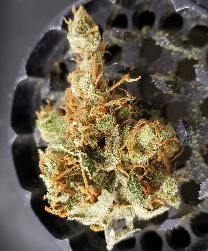Ace Seeds - Panama Haze (reg.)