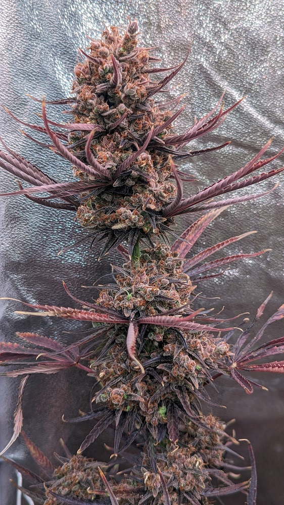 Ace Seeds - Panama Haze (reg.)