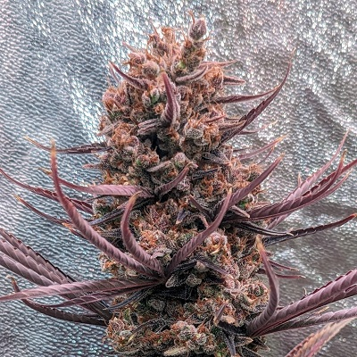 Ace Seeds - Panama Haze (reg.)