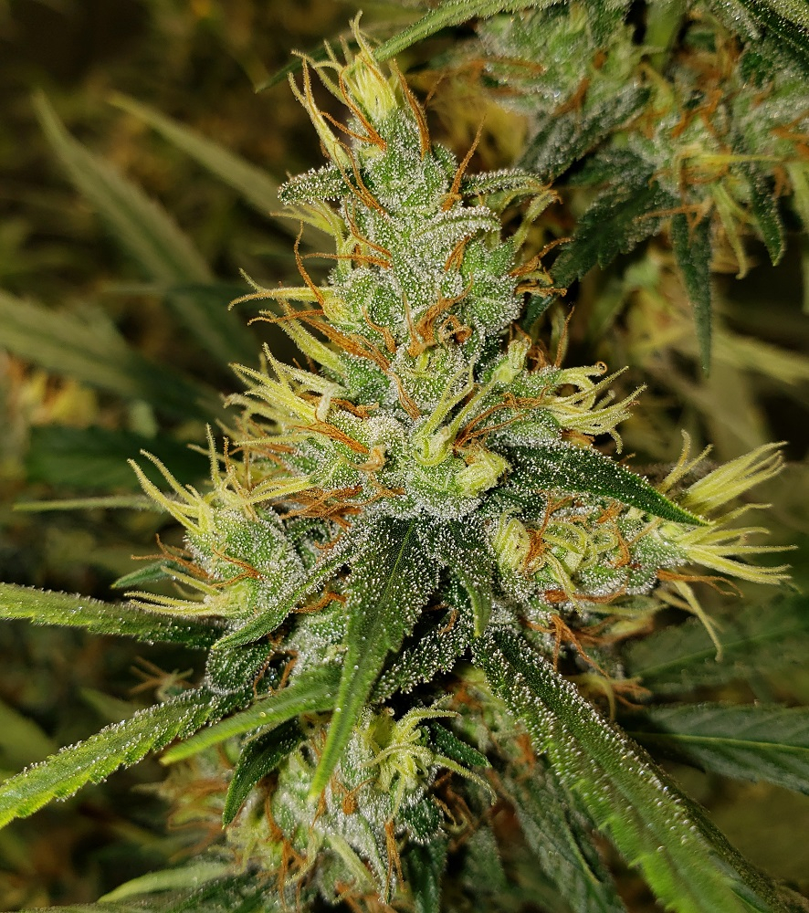 Ace Seeds - Panama Haze (reg.)
