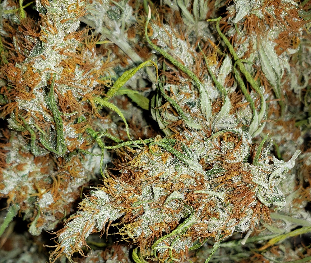 Ace Seeds - Panama Haze (reg.)