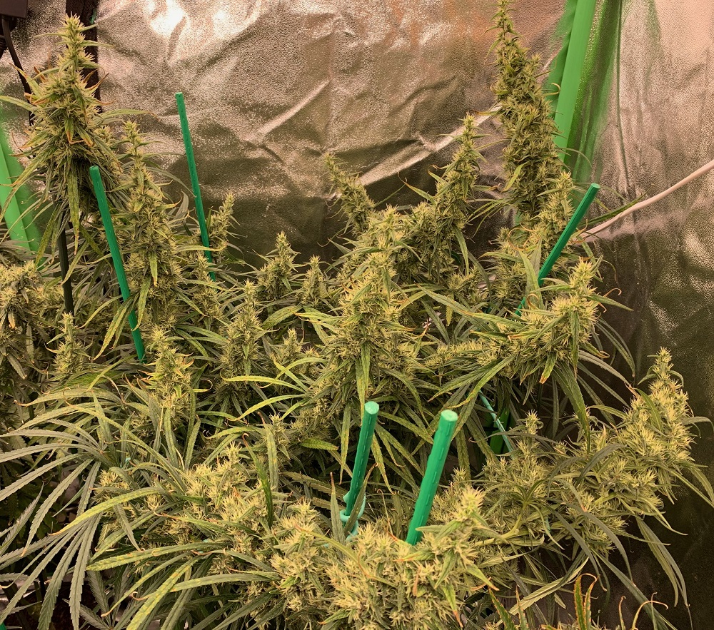Ace Seeds - Panama Haze (reg.)