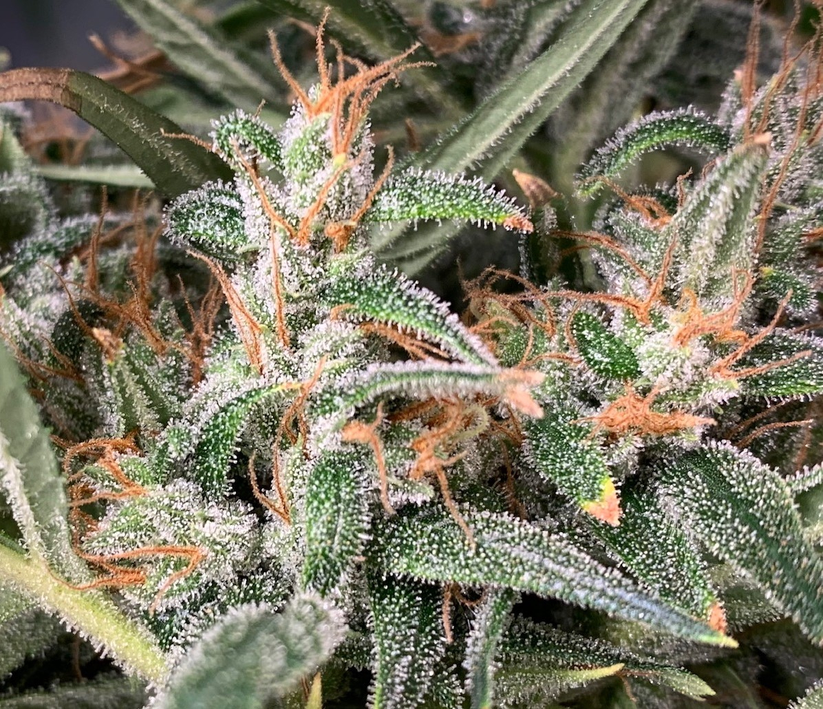Ace Seeds - Panama Haze (reg.)