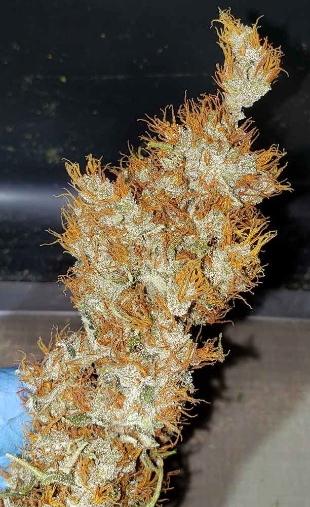 Ace Seeds - Panama Haze (reg.)