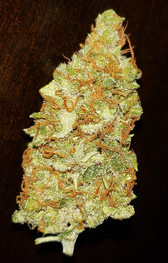 Ace Seeds - Panama Haze (reg.)
