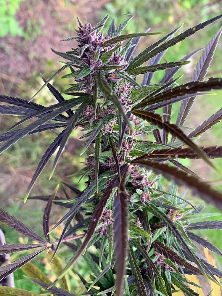 Ace Seeds - Panama Haze (reg.)