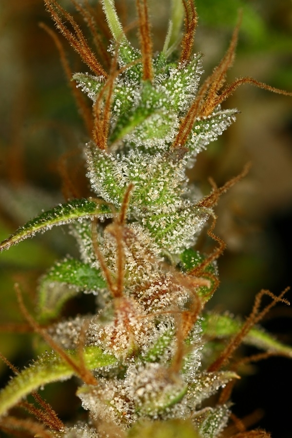 Ace Seeds - Panama Haze (reg.)